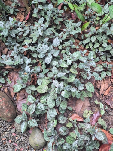 Strobilanthes alternata observed 2026-09-17