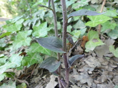Epipactis microphylla