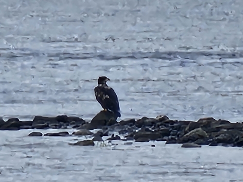 Bald Eagle