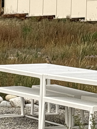 Say's Phoebe