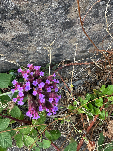purpletop vervain