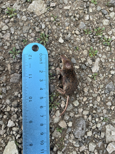 Masked Shrew