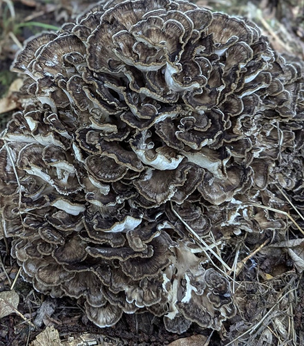 hen of the woods