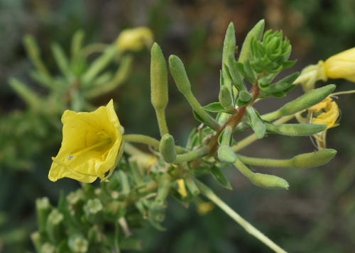 Fourpoint Evening Primrose