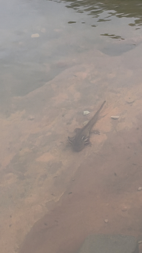 Western Tiger Salamander