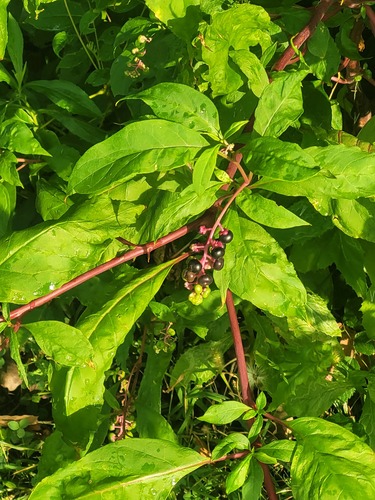 American pokeweed