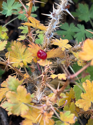 mountain gooseberry