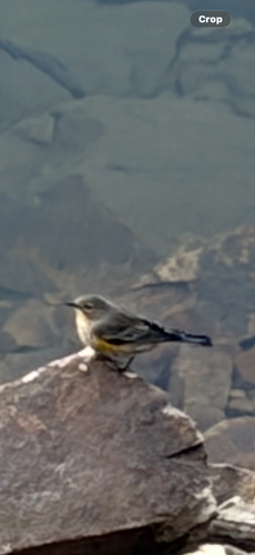 Yellow-rumped Warbler