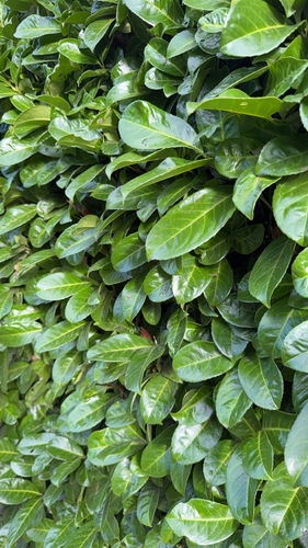 Cherry laurel