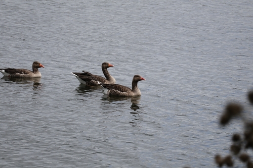 Greylag Goose