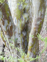 Libidibia sclerocarpa