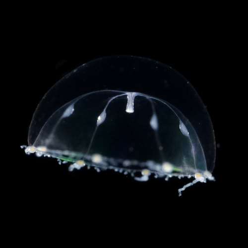 Mitrocomella brownei