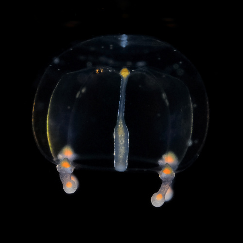 Slabberia halterata