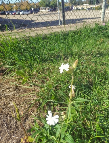 white campion