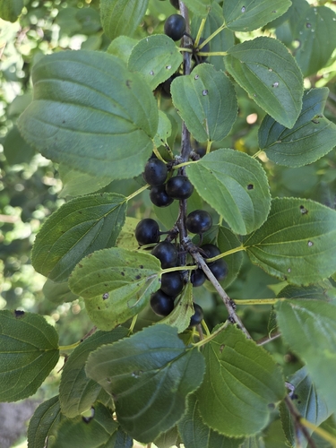 common buckthorn