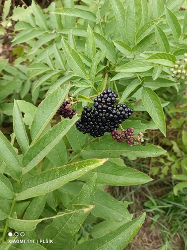 Dwarf Elder