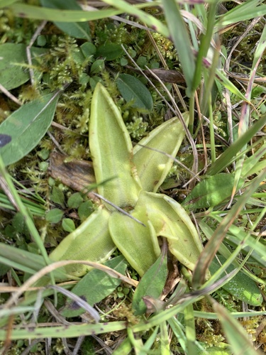 Common Butterwort