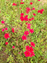 Phlox drummondii drummondii