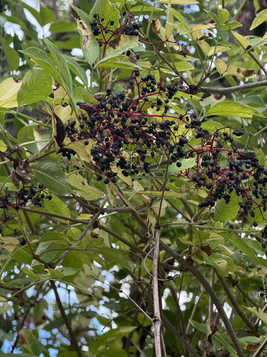 European black elderberry
