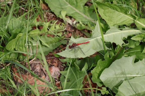 Ruddy Darter