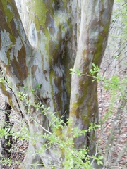 Libidibia sclerocarpa