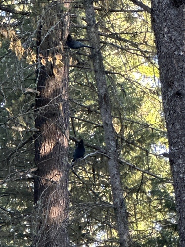 Steller's Jay
