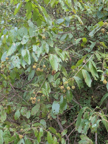 buttonbush