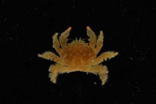 Dynomene praedator observed 2026-09-17