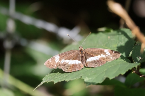 Eurasian White Admiral