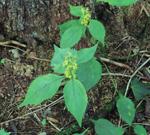 broad-leaved goldenrod