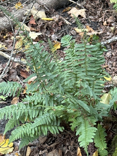 Christmas fern