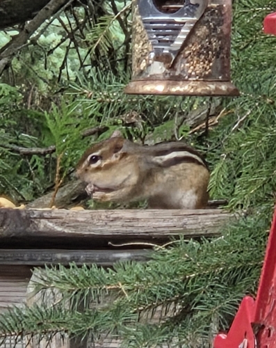 Eastern Chipmunk