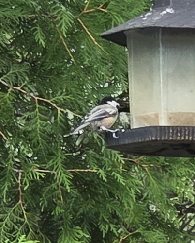 Black-capped Chickadee