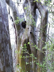 Libidibia sclerocarpa