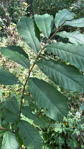 common pawpaw