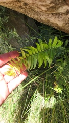 Blechnum punctulatum