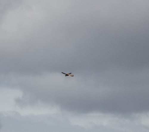 Eurasian Kestrel