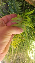 (c) Patrick Jackson, some rights reserved (CC BY) Blechnum punctulatum, photograph (c) Patrick Jackson, some rights reserved (CC BY)