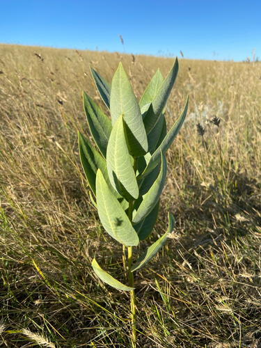 showy milkweed