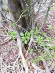 Libidibia sclerocarpa