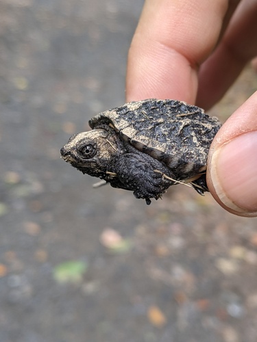 Common Snapping Turtle