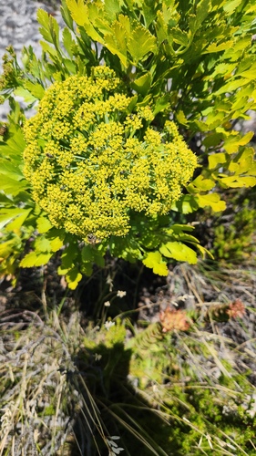 Notobubon galbanum, photograph 1