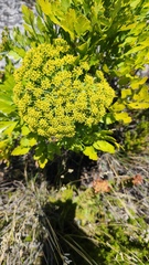 Notobubon galbanum