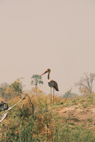 Saddle-billed Stork