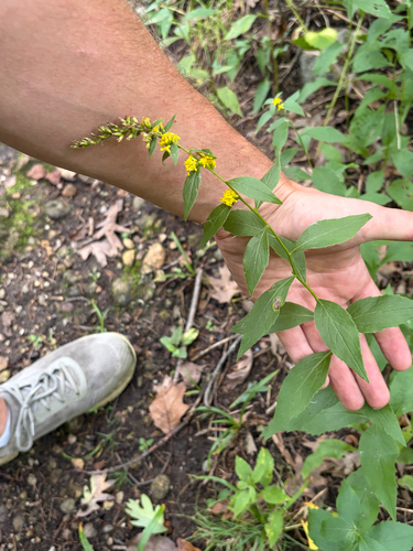 bluestem goldenrod