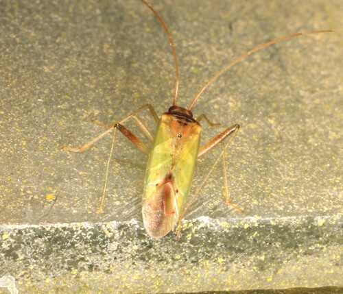 Creontiades pallidus