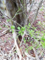 Libidibia sclerocarpa