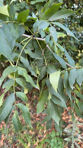 European ash