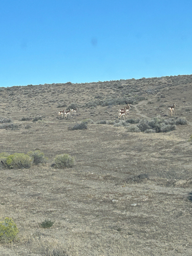 Pronghorn