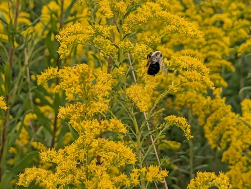 Common Eastern Bumble Bee